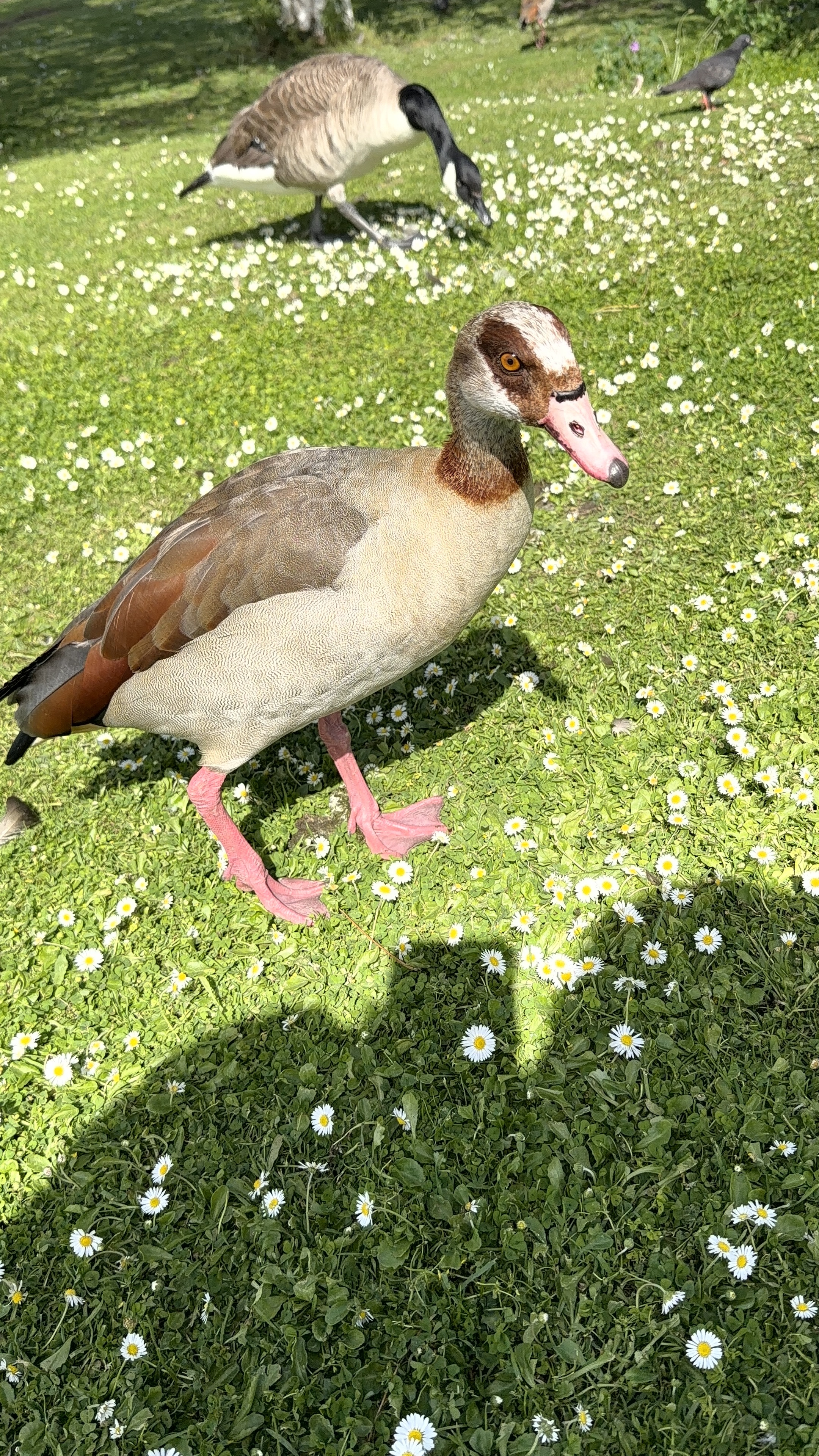 Egyptian goose on the daisy lawn — with a Canadian goose behind